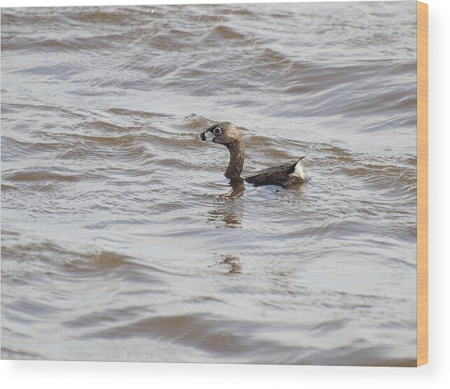 Pied-billed Grebe Wood Print featuring the photograph Pied-billed Grebe by Thomas Young