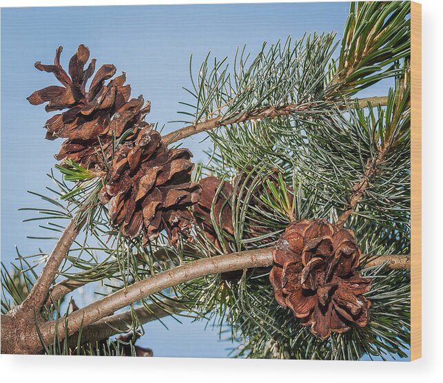 Pine Cones Wood Print featuring the photograph Pine Cones by Len Romanick