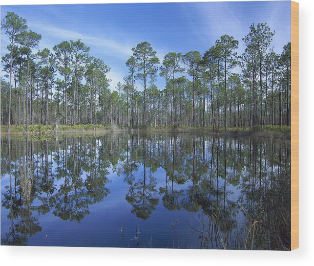 Feb0514 Wood Print featuring the photograph Pine Forest And Pond Ochlocknee River by Tim Fitzharris