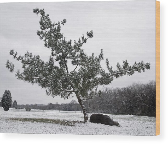 Virginia Pine Wood Print featuring the photograph Pine Tree by Melinda Fawver