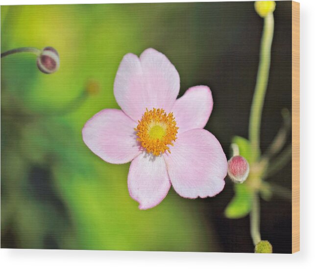 Japanese Anemone Wood Print featuring the photograph Pink Japanese Anemone by Katherine White