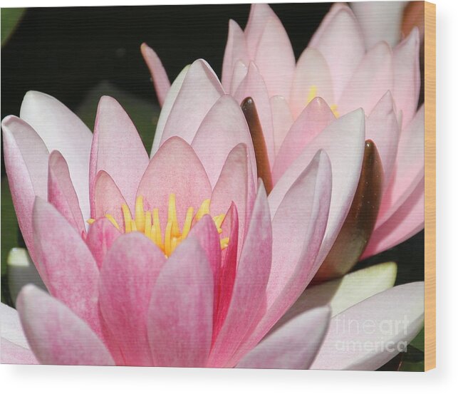 Lilies Wood Print featuring the photograph Pink Water Lily by Amanda Mohler