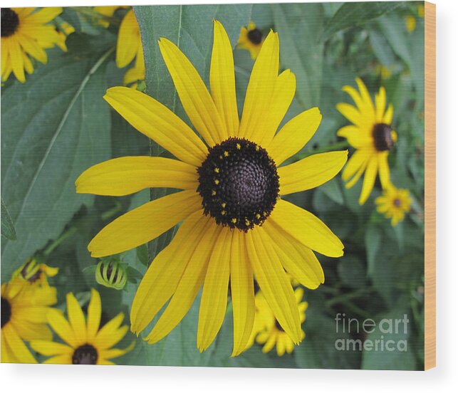 Black-eyed Susan Wood Print featuring the photograph Pop Yellow by Arlene Carmel