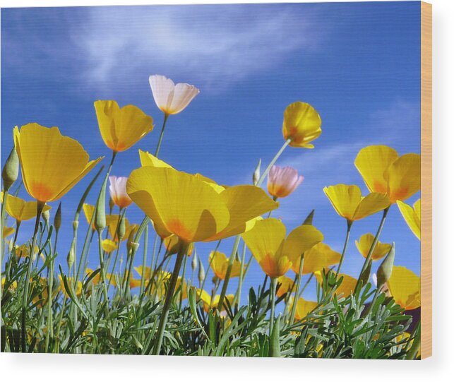 Arizona Wood Print featuring the photograph Poppies and Blue Arizona Sky by Lucinda Walter