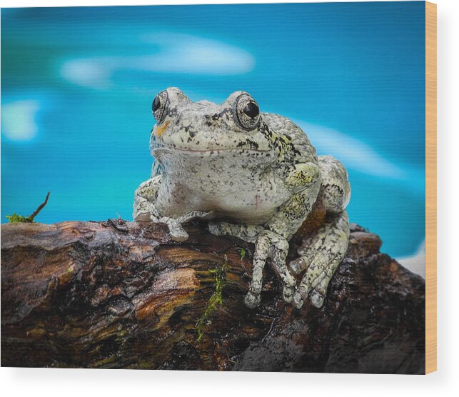 Fjm Multimedia Wood Print featuring the photograph Portrait of a Frog by Frank Mari