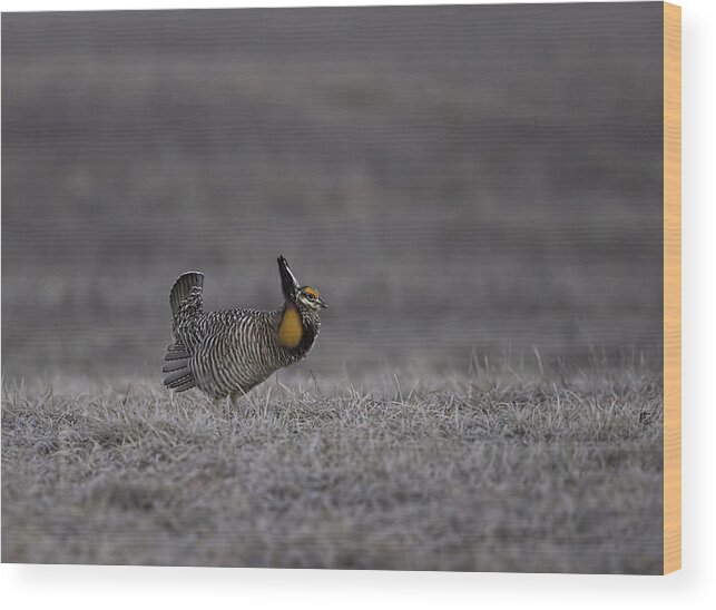 Wisconsin's Prairie Chicken Wood Print featuring the photograph Prairie Chicken 2013-7 by Thomas Young