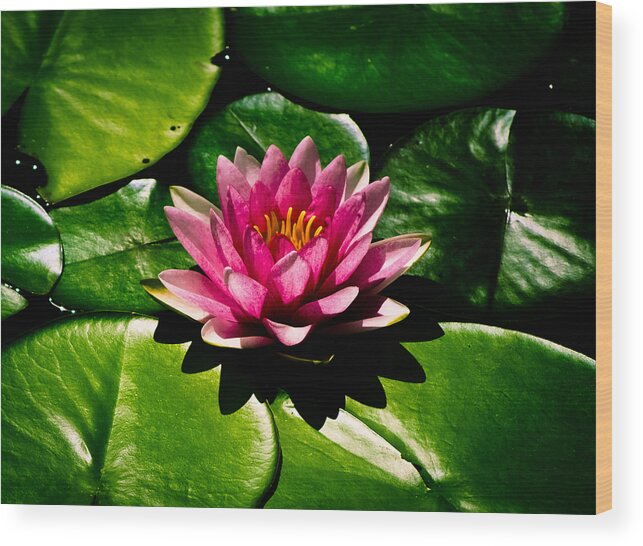 Aquatic Wood Print featuring the photograph Pretty in Pink by Christi Kraft