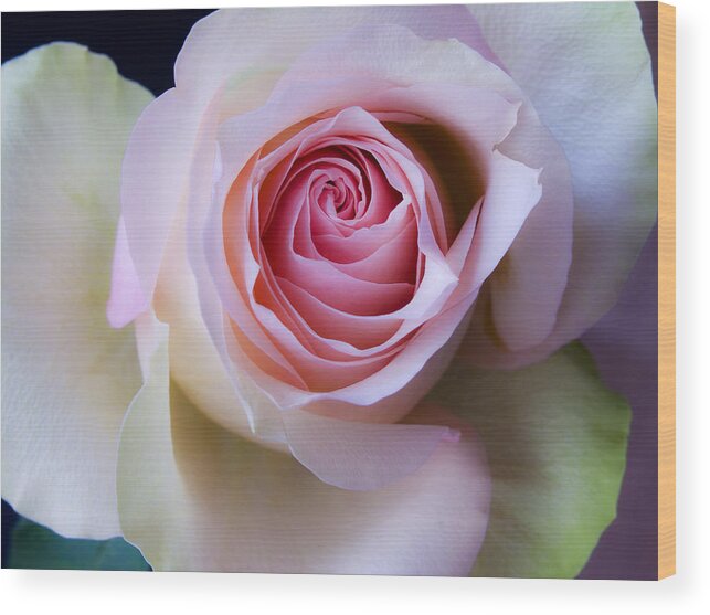 All Wood Print featuring the photograph Pretty in Pink - Roses Macro Flowers Fine Art Photography by Nadja Drieling - Flower- Garden and Nature Photography - Art Shop