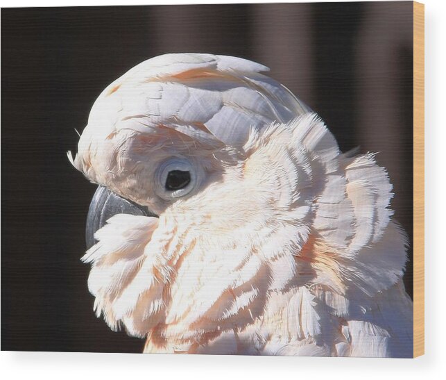 Cockatoo Head Shot Wood Print featuring the photograph Pretty in Pink Salmon-Crested Cockatoo Portrait by Andrea Lazar