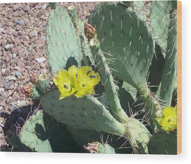 Prickly Wood Print featuring the photograph Prickly Pear Bees by The GYPSY