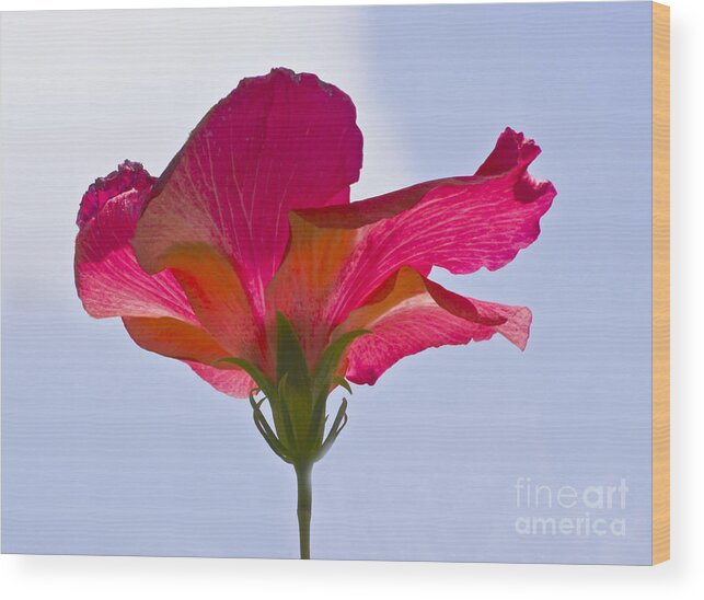 Hibiscus Wood Print featuring the photograph Prima Ballerina by Ursula Gill