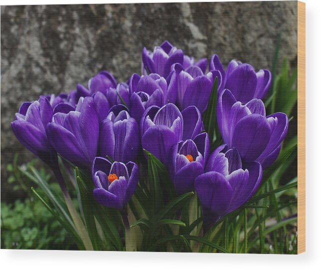 Crocus Wood Print featuring the photograph Purple Crocus by Ron Roberts