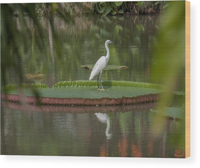 Nature Wood Print featuring the photograph Queen Victoria Water Lily Pad with Little Egret DTHB1618 by Gerry Gantt