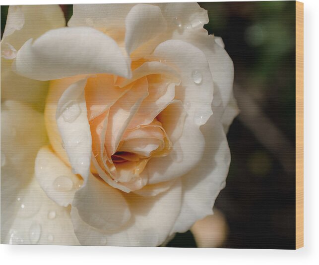Rain Wood Print featuring the photograph Raindrops on Roses by Jordan Blackstone