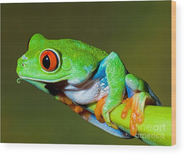 Nature Wood Print featuring the photograph Red Eye Tree Frog by Millard H Sharp
