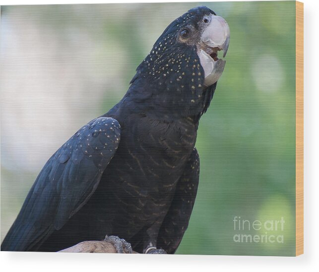 Red-tailed Black Cockatoo Wood Print featuring the photograph Red-Tailed Black Cockatoo by Bianca Nadeau
