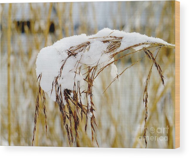 Snow Wood Print featuring the photograph Reed with Snow by John Chatterley
