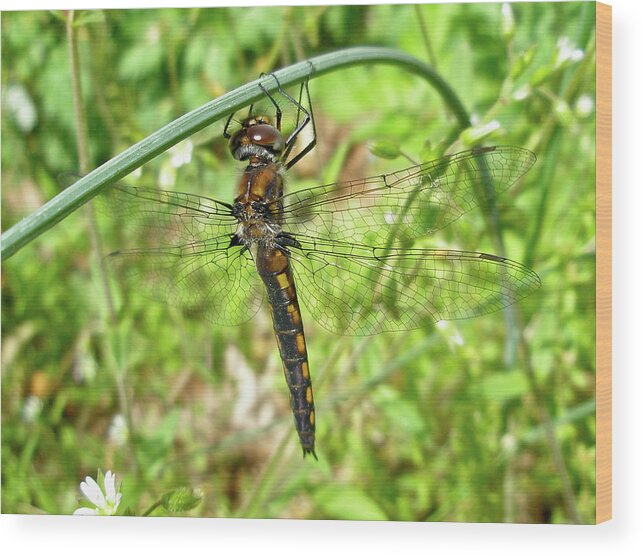 Dragonfly Wood Print featuring the photograph Resting Brown Dragonfly by Carol Senske