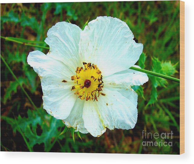 White Flower Wood Print featuring the photograph Rocky Mountain Wild Flower by Tia Maria - Fine Artist
