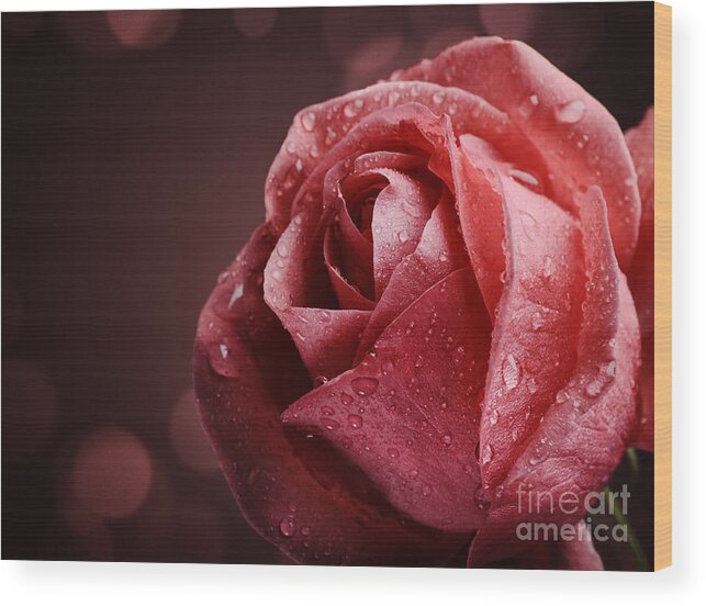 Rose Wood Print featuring the photograph Rose with water drops #1 by Jelena Jovanovic