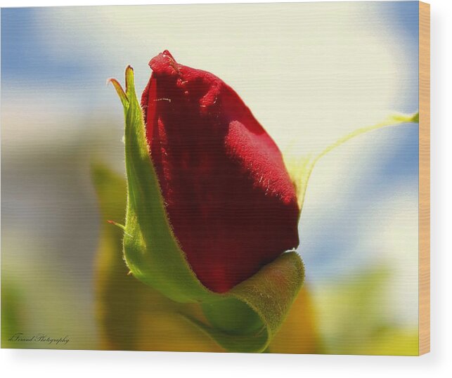 People Wood Print featuring the photograph Rosebud by Debra Forand