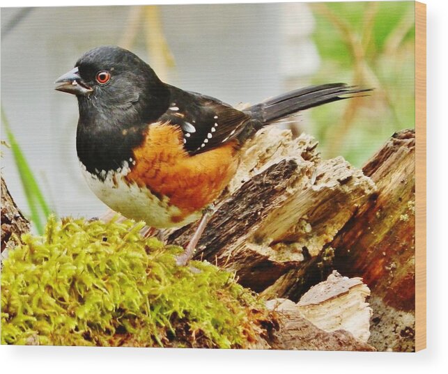 Bird Wood Print featuring the photograph Spotted Towhee by VLee Watson