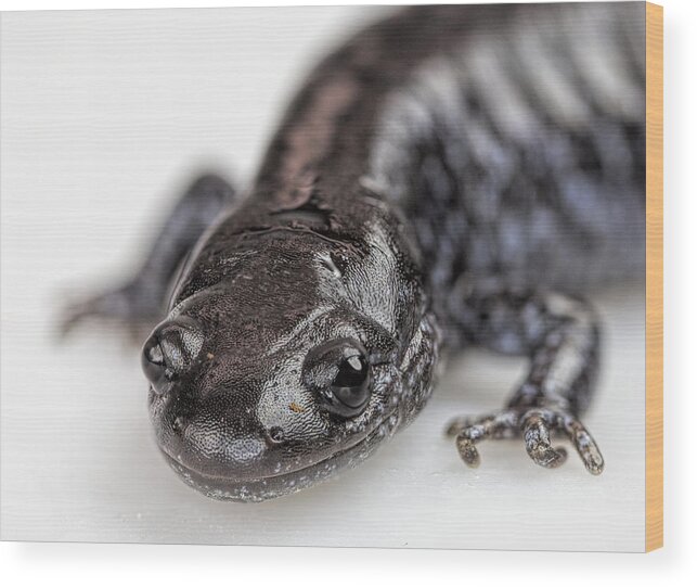 Salamander Wood Print featuring the photograph Salamander by John Crothers
