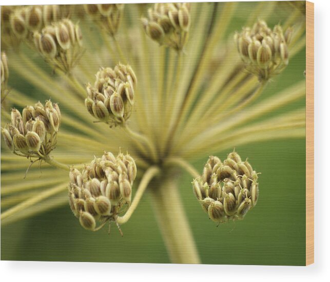 Seeds From A Giant Hogweed Wood Print featuring the photograph Seeds by Jolly Van der Velden