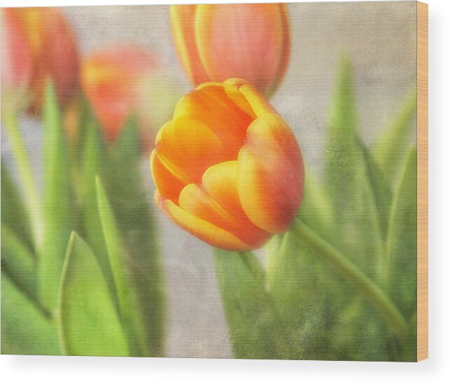 Tulip Wood Print featuring the photograph Shades of Spring by Joan Bertucci