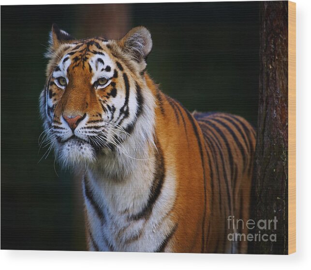 Tiger Wood Print featuring the photograph Siberian tiger by Nick Biemans