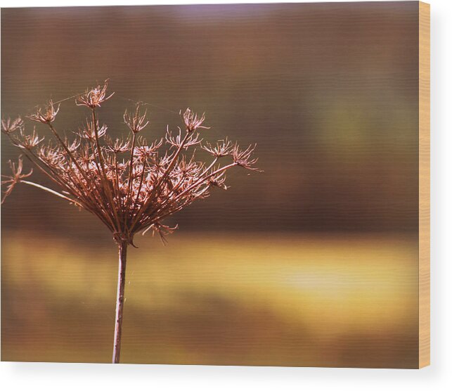 Simplicity Wood Print featuring the photograph Simplicity by Micki Findlay