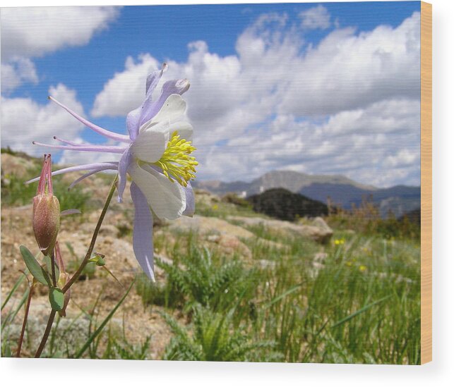 Colorado Wood Print featuring the photograph Sky Blossom by Alan Johnson