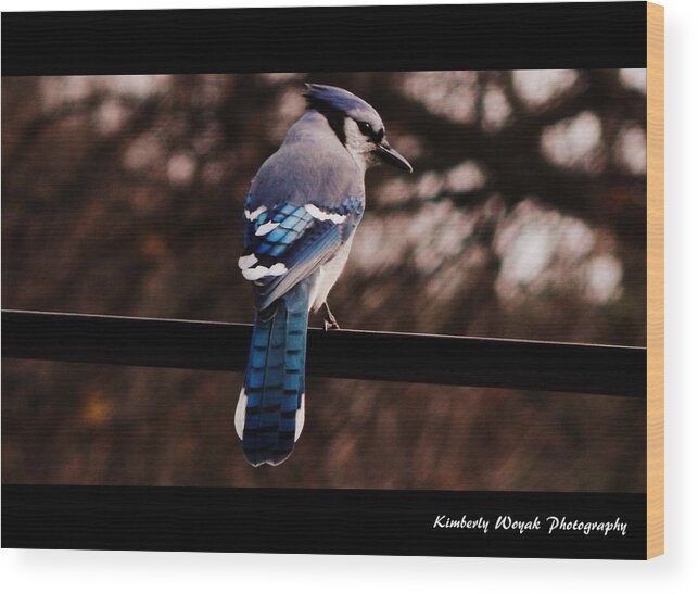 Blue Jay Wood Print featuring the photograph Sky Blue Wings by Kimberly Woyak