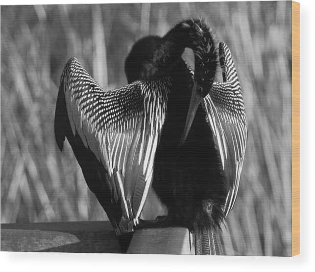 Snake Bird Wood Print featuring the photograph Snake Bird by Daniel Woodrum
