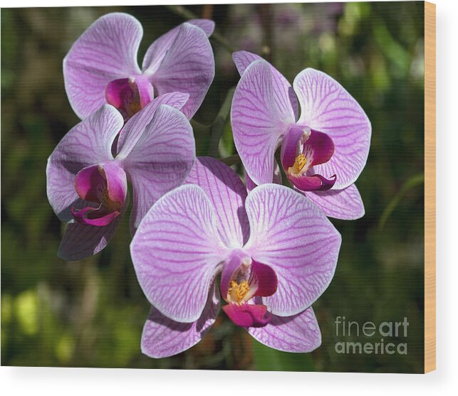  Orchids Wood Print featuring the photograph Sparkling Blooms by Kerryn Madsen-Pietsch