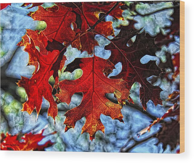 Fall Colors Canvas Print Wood Print featuring the photograph Stained Glass by Lucy VanSwearingen