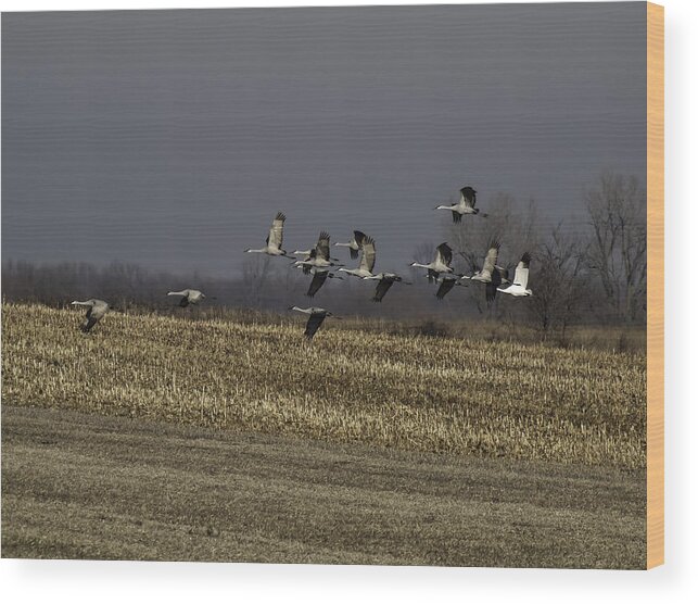 Whooping Crane Wood Print featuring the photograph Standing Out 1 by Thomas Young