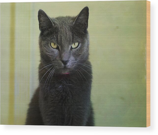 Russian Blue Cat Wood Print featuring the photograph Stare by Fraida Gutovich