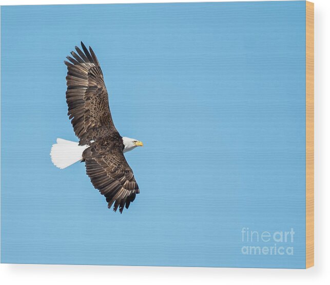 Bird Wood Print featuring the photograph Sunlit Bald Eagle by Cheryl Baxter