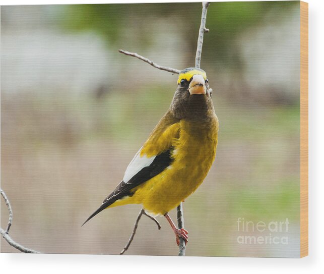 Grosbeak Wood Print featuring the photograph That's Mister to you by Cheryl Baxter