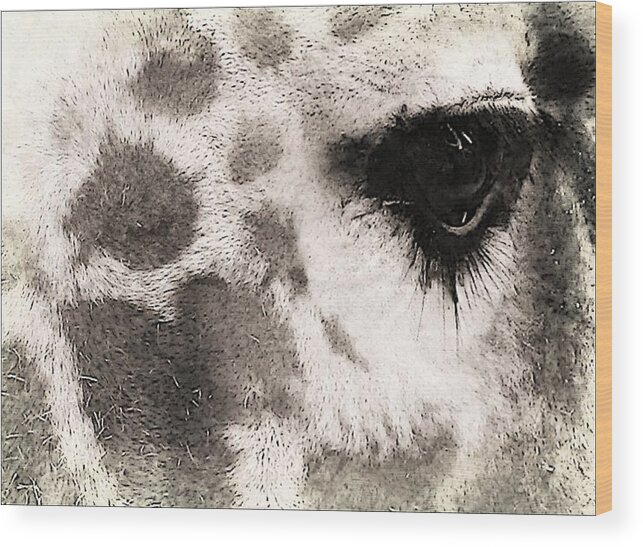 Giraffe Wood Print featuring the photograph The eyes have it by Michelle Frizzell-Thompson