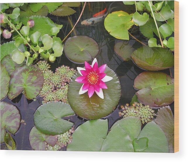 Waterlily Wood Print featuring the photograph The Garden Pond by Mike Kling