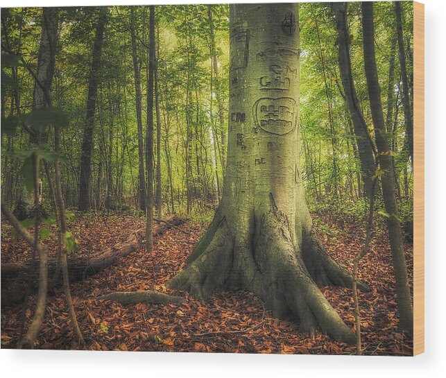 Tree Wood Print featuring the photograph The Giving Tree by Scott Norris