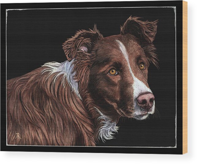Border Collie Wood Print featuring the drawing The Herder by Ann Ranlett