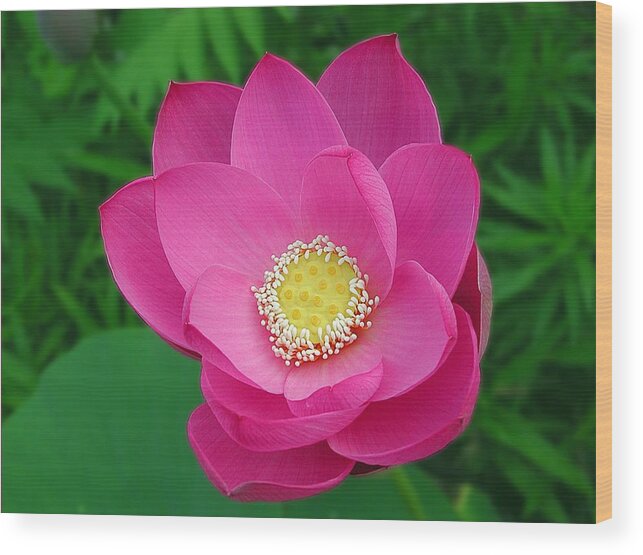 Waterlily Wood Print featuring the photograph The President by Mike Kling