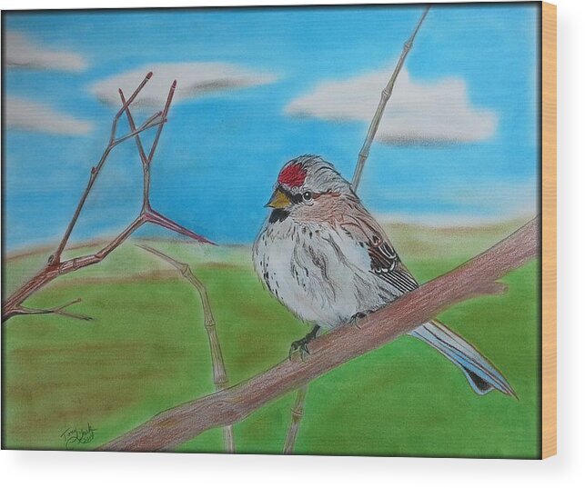 Birds Wood Print featuring the drawing The Redpoll by Tony Clark