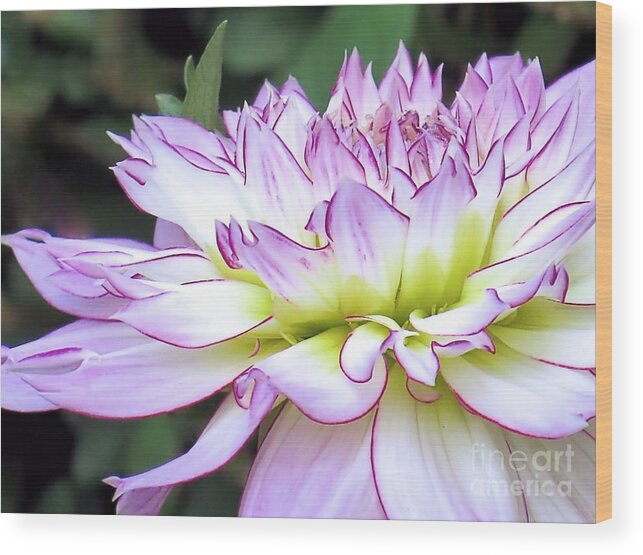 Tipped Petals Wood Print featuring the photograph Tipped Petals by Janice Drew