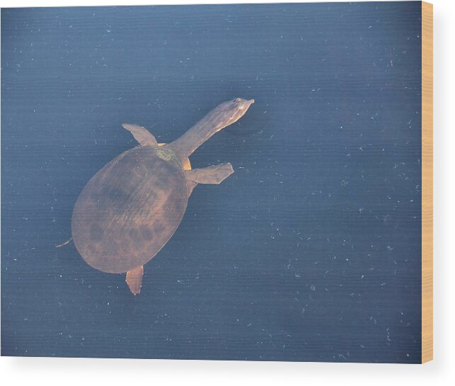 Turtle Wood Print featuring the photograph Translucent Turtle by Rosalie Scanlon