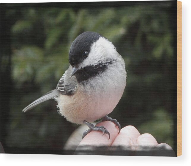 Bird Wood Print featuring the photograph Trust by Zinvolle Art
