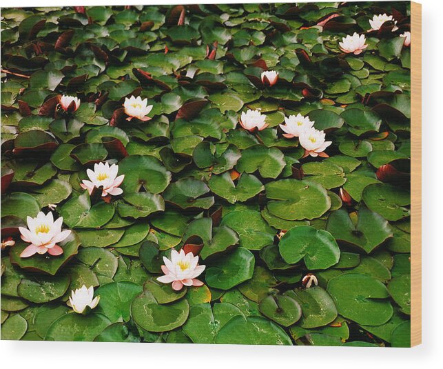Flower Wood Print featuring the photograph Water Lillies by F. Stuart Westmorland